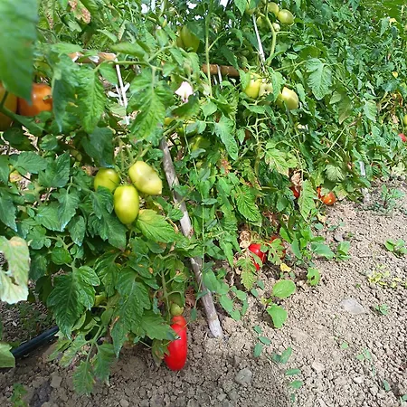 Le Campanelle - Sicilia - Cefalu Farma