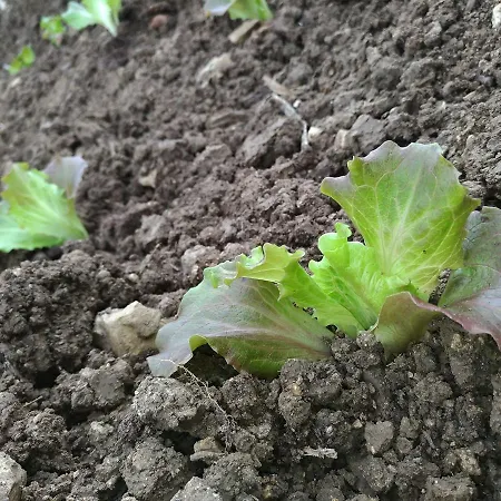 Le Campanelle - Sicilia - Cefalu Farma Lascari