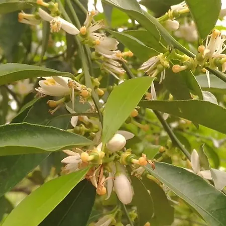 Farma Le Campanelle - Sicilia - Cefalu Lascari